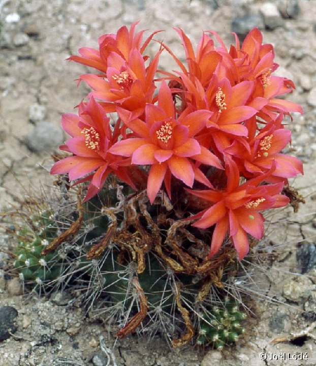 Matucana tuberculata ©JLcoll.3109